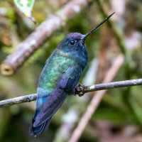 Blue-fronted Lancebill